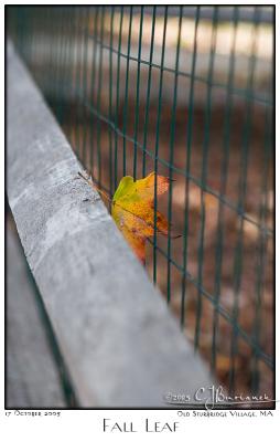 v3/87/504287/3/50932182.17Oct05FallLeaf6476.jpg