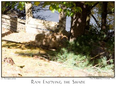 v3/87/504287/3/50936145.17Oct05RamEnjoyingtheShade6510.jpg