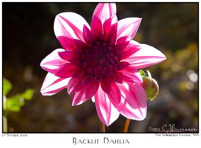 v3/87/504287/3/50936147.17Oct05BacklitDahlia6521.jpg
