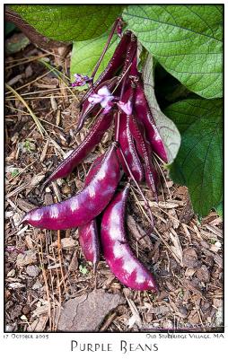 17Oct05 Purple Beans - 6552