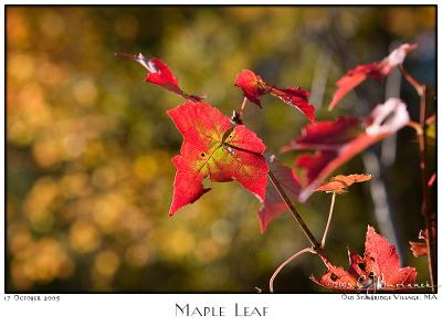 17Oct05 Maple Leaf - 6579