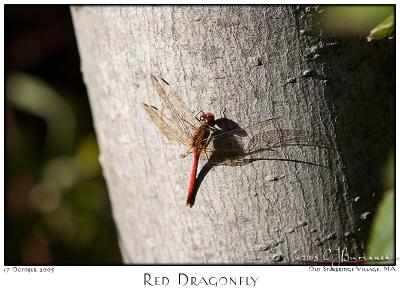 17Oct05 Red Dragonfly - 6584