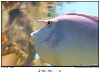 22Oct05 Unicorn Fish - 6803