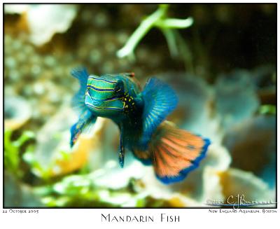 22Oct05 Mandarin Fish - 6731