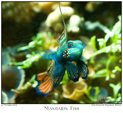22Oct05 Mandarin Fish - 6728