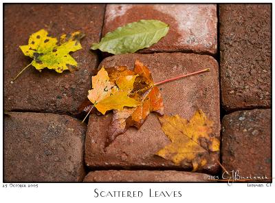 25Oct05 Scattered Leaves - 6920