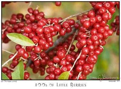 26Oct05 100s of Little Berries - 6925