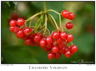 27Oct05 Cranberry Viburnum - 6945