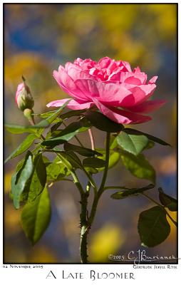 v3/87/504287/3/51699021.02Nov05ALateBloomer7095.jpg