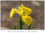 06Jun05alt Iris Growing in the Marsh