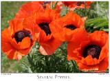 09June05alt Several Poppies