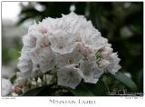 16June05 Mountain Laurel