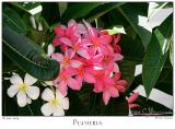 18Jun05 Plumeria