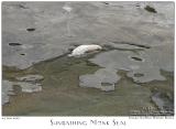24Jun05 Sunbathing Monk Seal