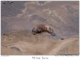 27Jun05 Monk Seal