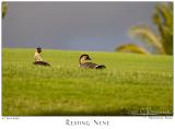 27Jun05 Resting Nene