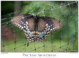 06July05 Pipe Vine Swallowtail