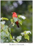 07July05 Scarlet Tanager