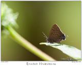 09July05 Banded Hairstreak