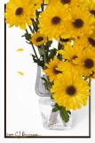 16Aug05 Mums - 4935