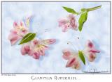 08Oct05 Gladiolus Butterflies - 6173