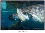 22Oct05 Sea Turtle - 6759