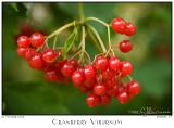 27Oct05 Cranberry Viburnum - 6945