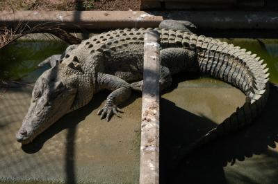 croc in darwin