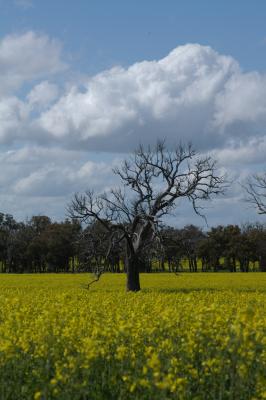 yellow fields in SW
