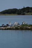 pelican crossing
