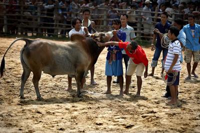 Fighting Bull-009176-07280.jpg