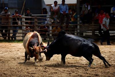 Fighting Bull-009207-07311 copy.jpg