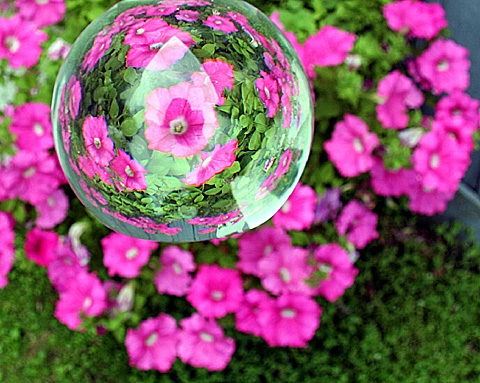 Petunia Bubble