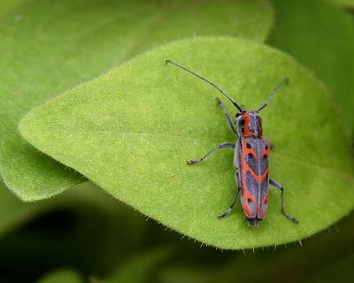 Colorful Bug *