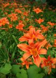 Day Lilies  *