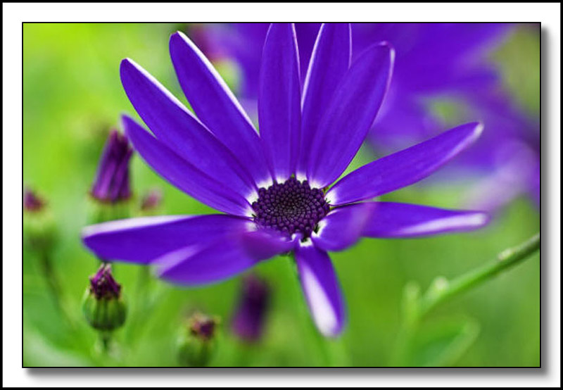Senetti Blue