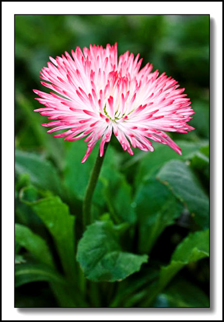 Bellis