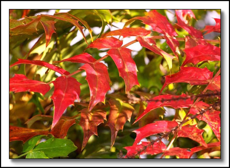 Mahonia japonica Japanese Mahonia