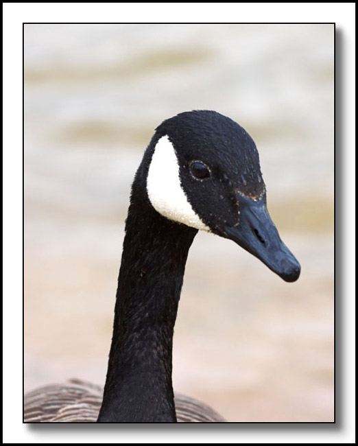 Canadian Goose