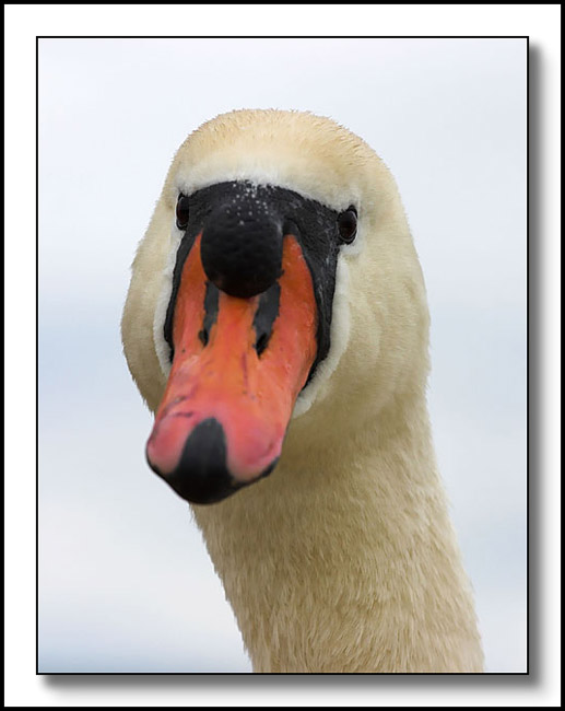 Swan