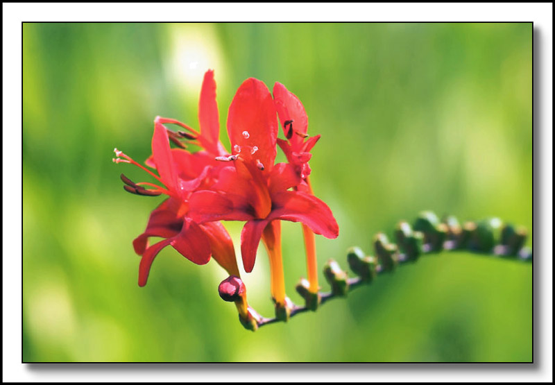 Crocosmia