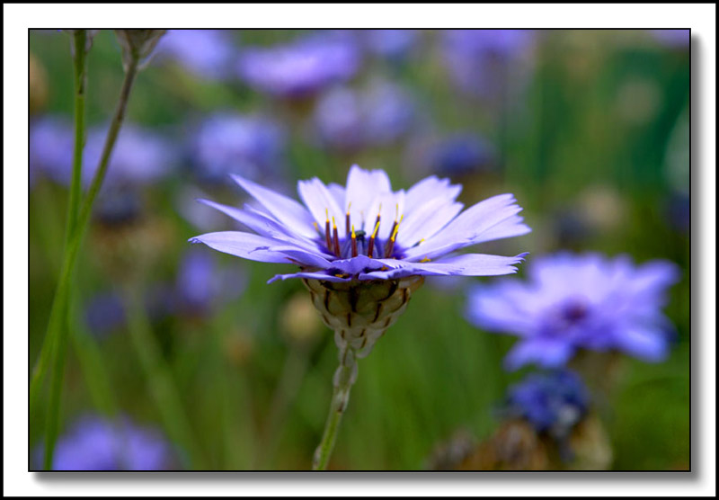 Senetti