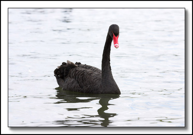 Black Swan