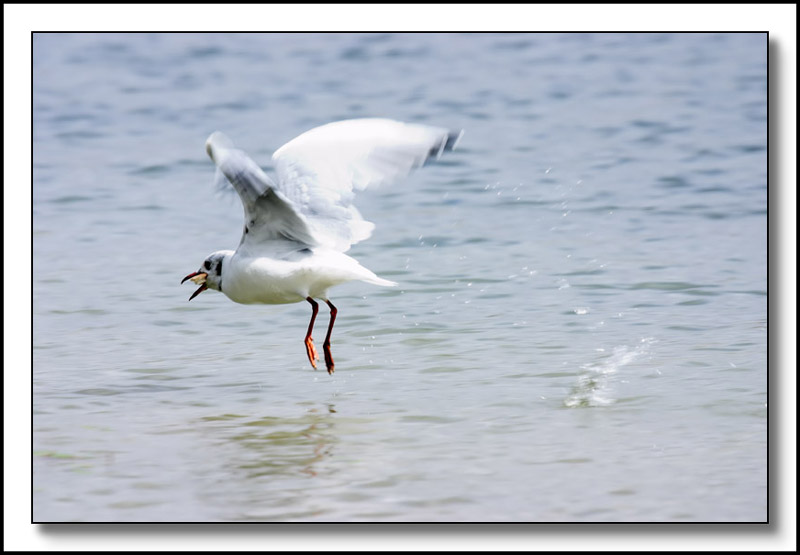 Seagull