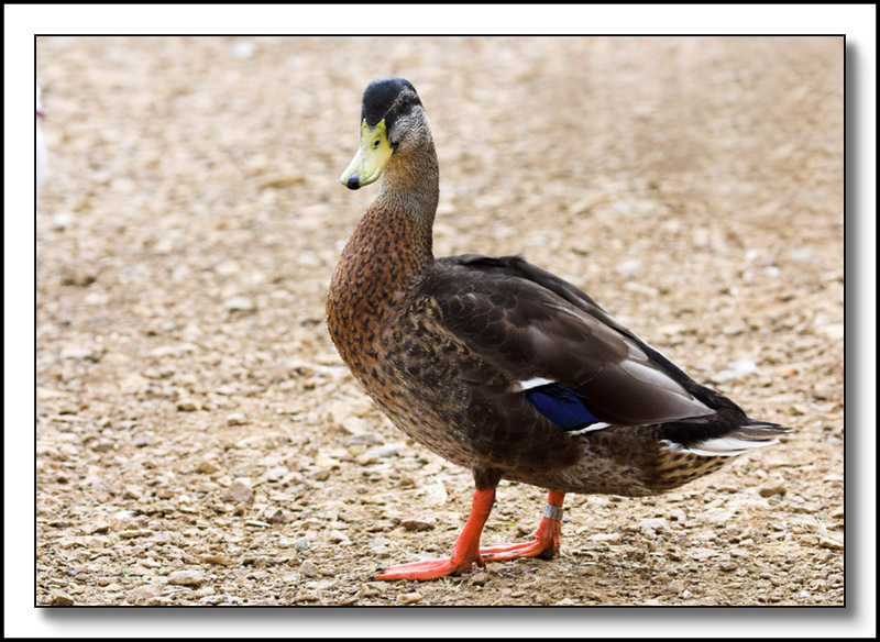 Duck