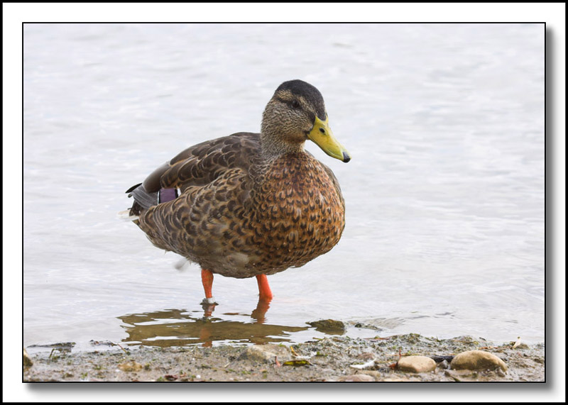 Paddling Duck