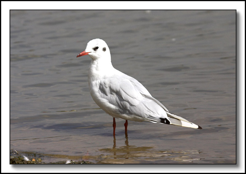 Seagull