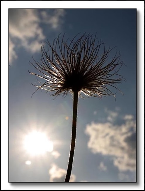 Pulsatilla vulgaris