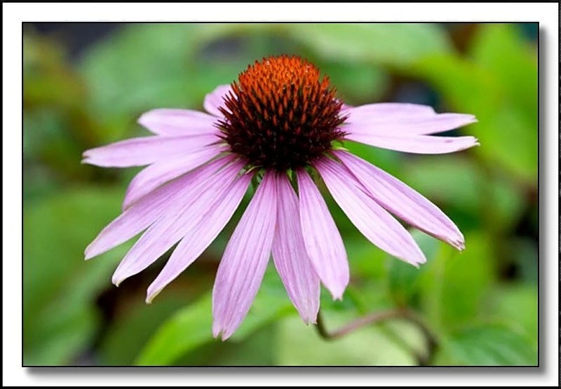 Echinacea purpurea