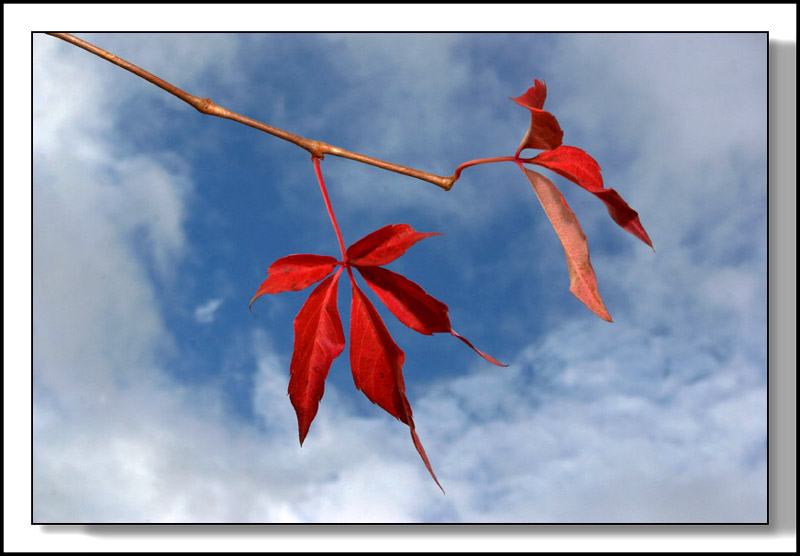 Parthenocissus quinquefolia Virginia Creeper